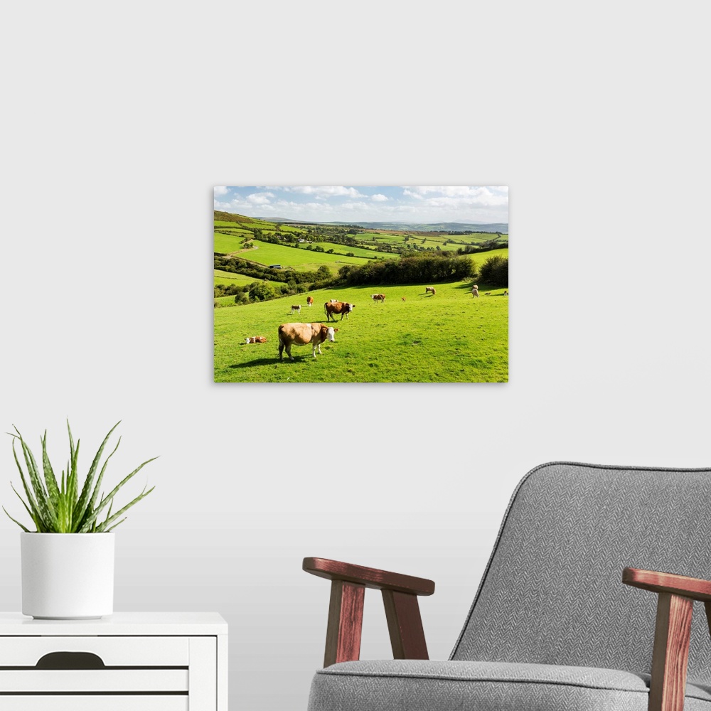 A modern room featuring Cattle grazing on lush green hilly pastures with trees separating fields, County Kerry, Ireland.
