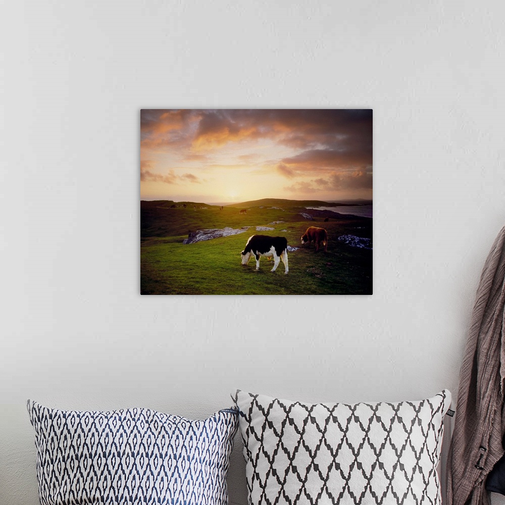 A bohemian room featuring Cattle, Mannin Bay, County Galway, Ireland