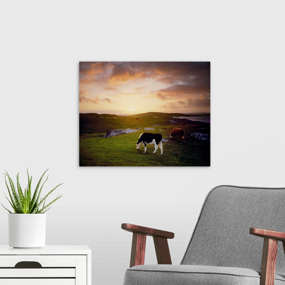 A modern room featuring Cattle, Mannin Bay, County Galway, Ireland