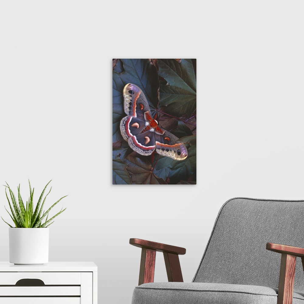 A modern room featuring Cecropia Moth On Leaves