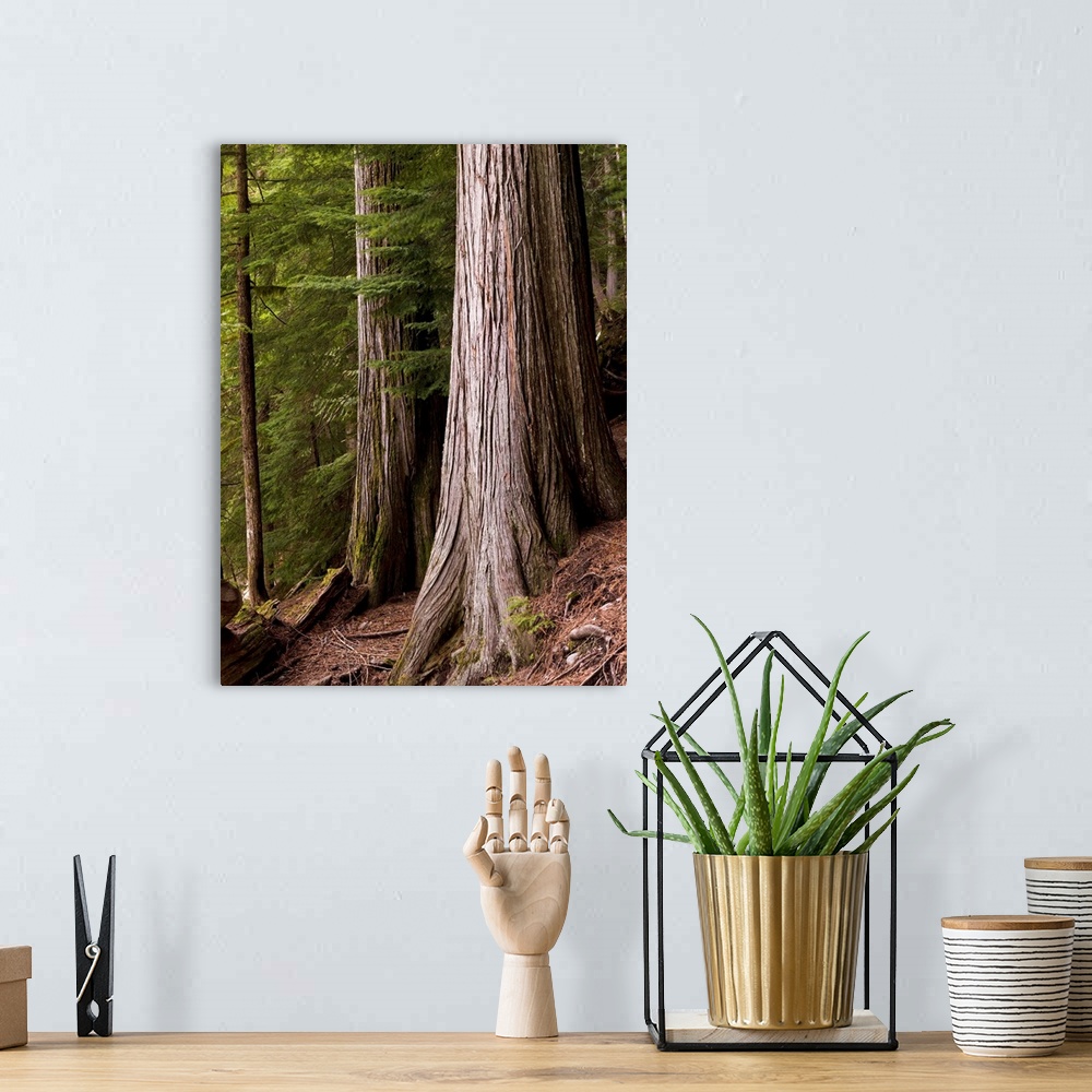 A bohemian room featuring Cedar Trees, Whistler, British Columbia