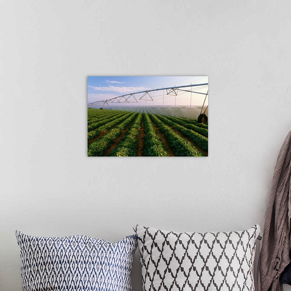 A bohemian room featuring Center pivot irrigation on a mid growth peanut field, West Texas