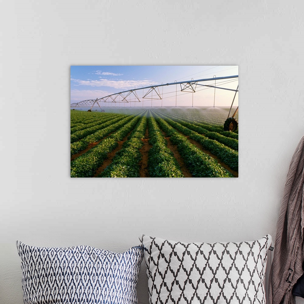 A bohemian room featuring Center pivot irrigation on a mid growth peanut field, West Texas