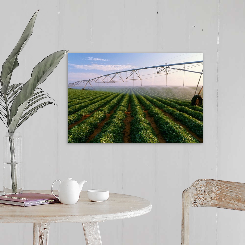 A farmhouse room featuring Center pivot irrigation on a mid growth peanut field, West Texas