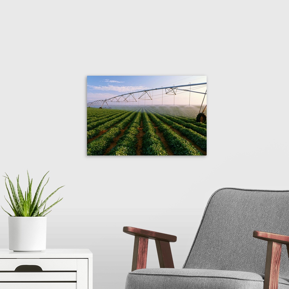 A modern room featuring Center pivot irrigation on a mid growth peanut field, West Texas