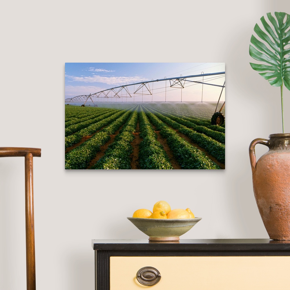 A traditional room featuring Center pivot irrigation on a mid growth peanut field, West Texas