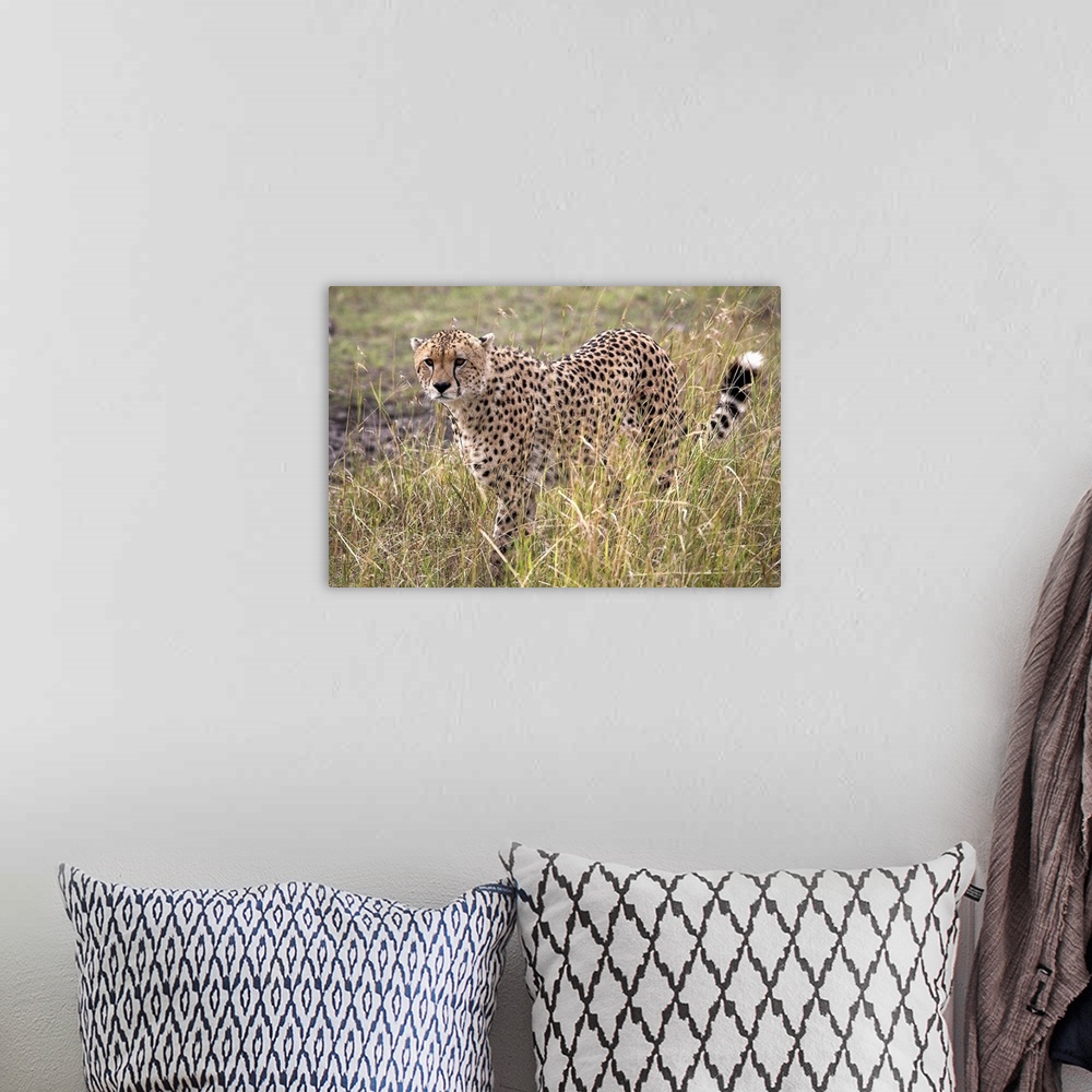 A bohemian room featuring Cheetah (Acinonyx Jubatus), Masai Mara National Reserve, Kenya, Africa