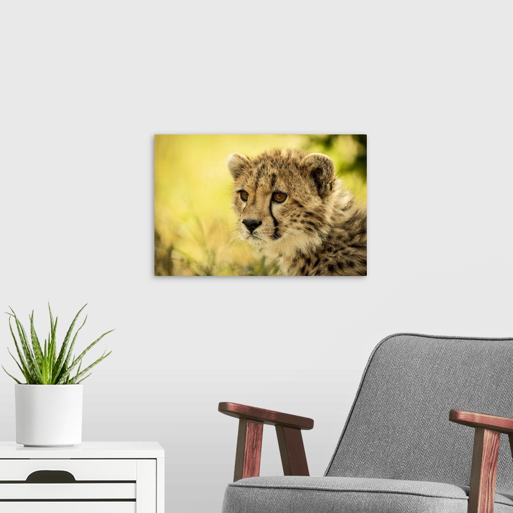 A modern room featuring Close-up of cheetah cub (Acinonyx jubatus) sitting staring left, Cottar's 1920s Safari Camp, Maas...