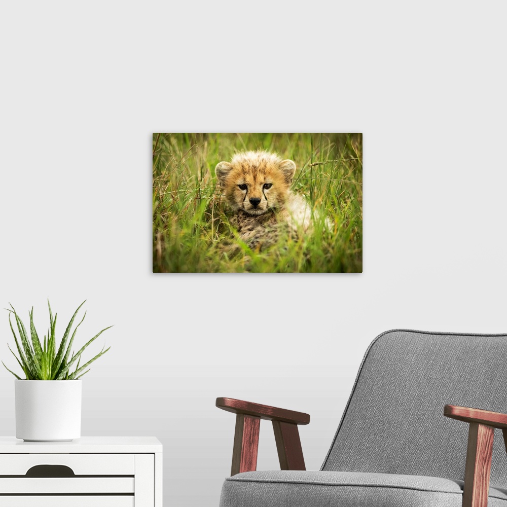 A modern room featuring Cheetah cub (acinonyx jubatus) lies in grass eyeing camera, Grumeti Serengeti tented camp, Sereng...
