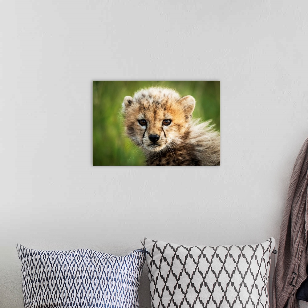 A bohemian room featuring Cheetah cub (acinonyx jubatus) sitting watching camera, Grumeti Serengeti tented camp, Serengeti ...