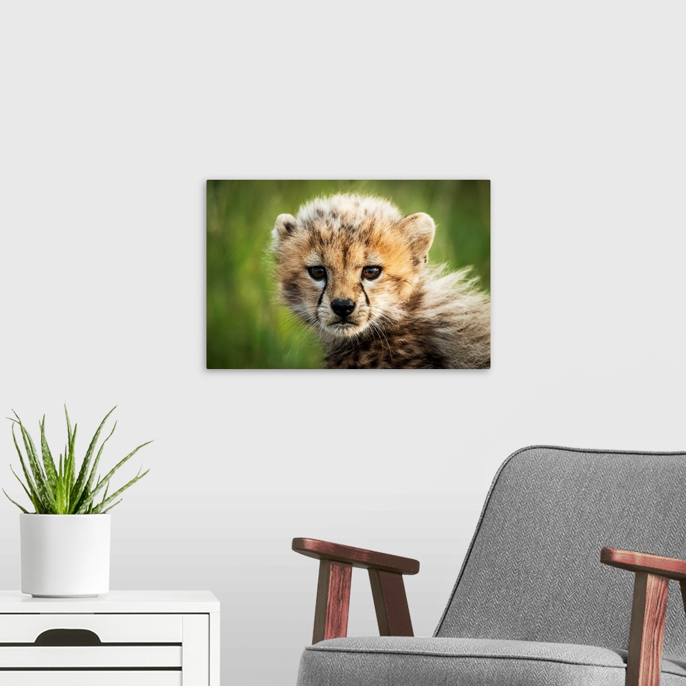 A modern room featuring Cheetah cub (acinonyx jubatus) sitting watching camera, Grumeti Serengeti tented camp, Serengeti ...