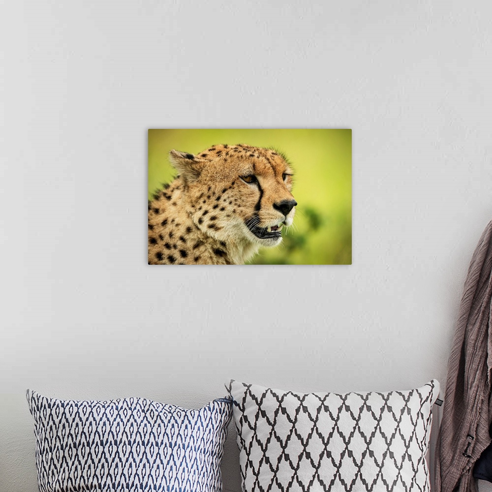 A bohemian room featuring Close-up of cheetah (acinonyx jubatus) face against blurred background, Klein's camp, Serengeti n...