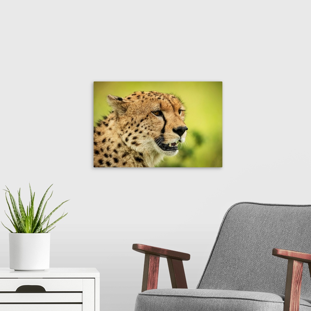 A modern room featuring Close-up of cheetah (acinonyx jubatus) face against blurred background, Klein's camp, Serengeti n...