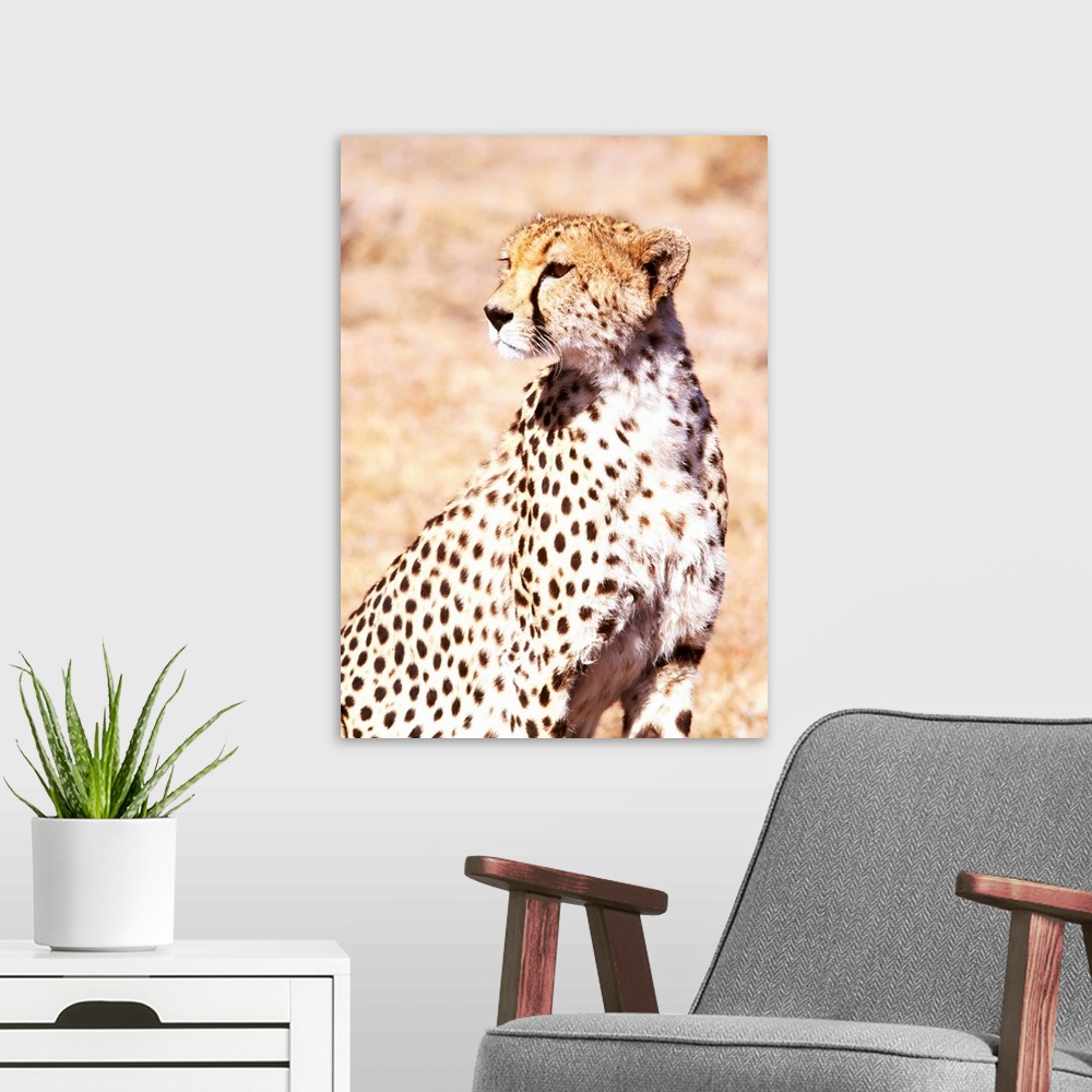 A modern room featuring Cheetah In Maasai Mara Game Reserve