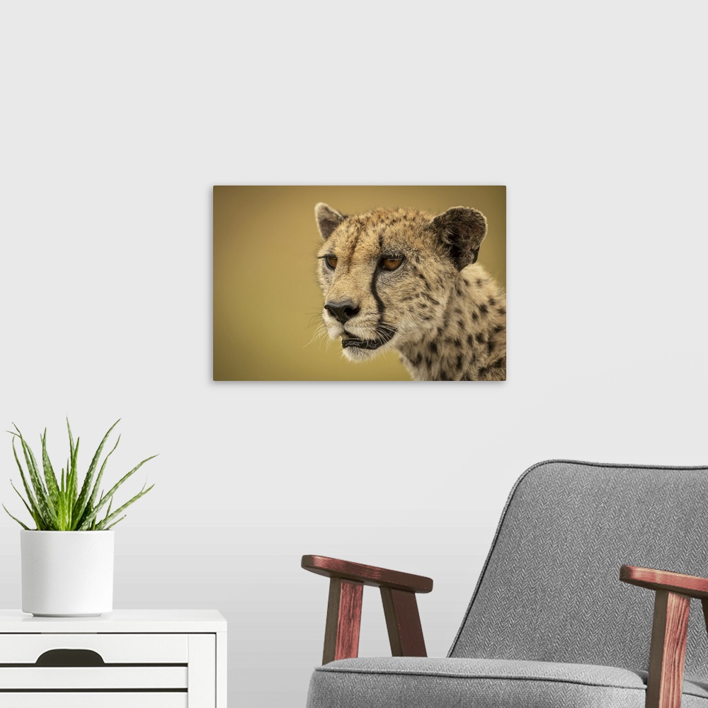 A modern room featuring A cheetah (acinonyx jubatus) is staring into the distance in a close-up of her face and neck. She...