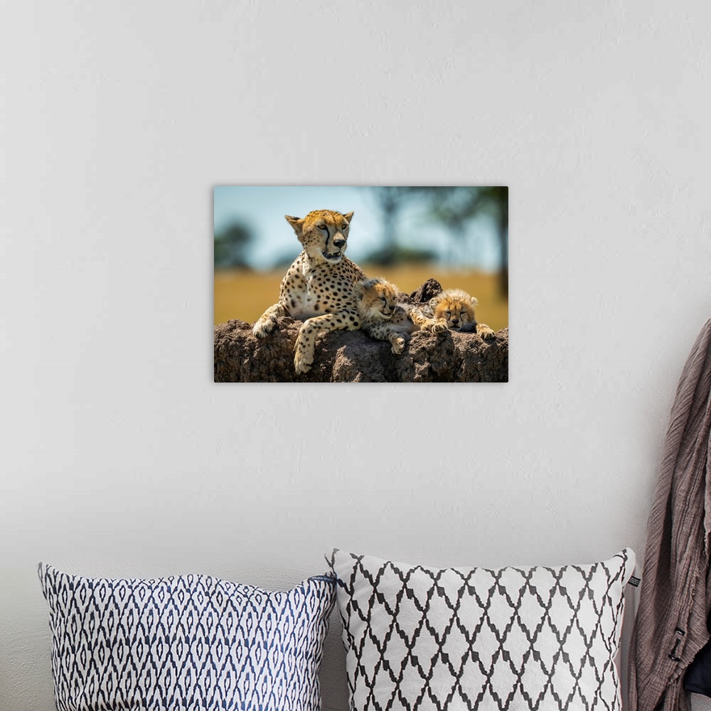 A bohemian room featuring Cheetah (acinonyx jubatus) lies on mound with sleepy cubs, Grumeti Serengeti tented camp, Serenge...