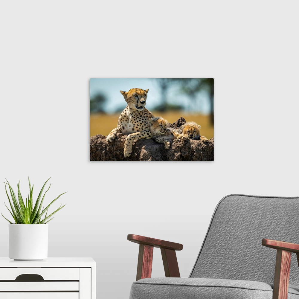 A modern room featuring Cheetah (acinonyx jubatus) lies on mound with sleepy cubs, Grumeti Serengeti tented camp, Serenge...