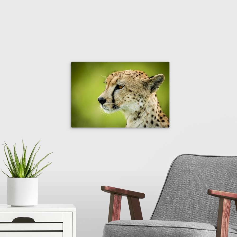 A modern room featuring Close-up of cheetah (Acinonyx jubatus) sitting with green bokeh, Grumeti Serengeti Tented Camp, S...