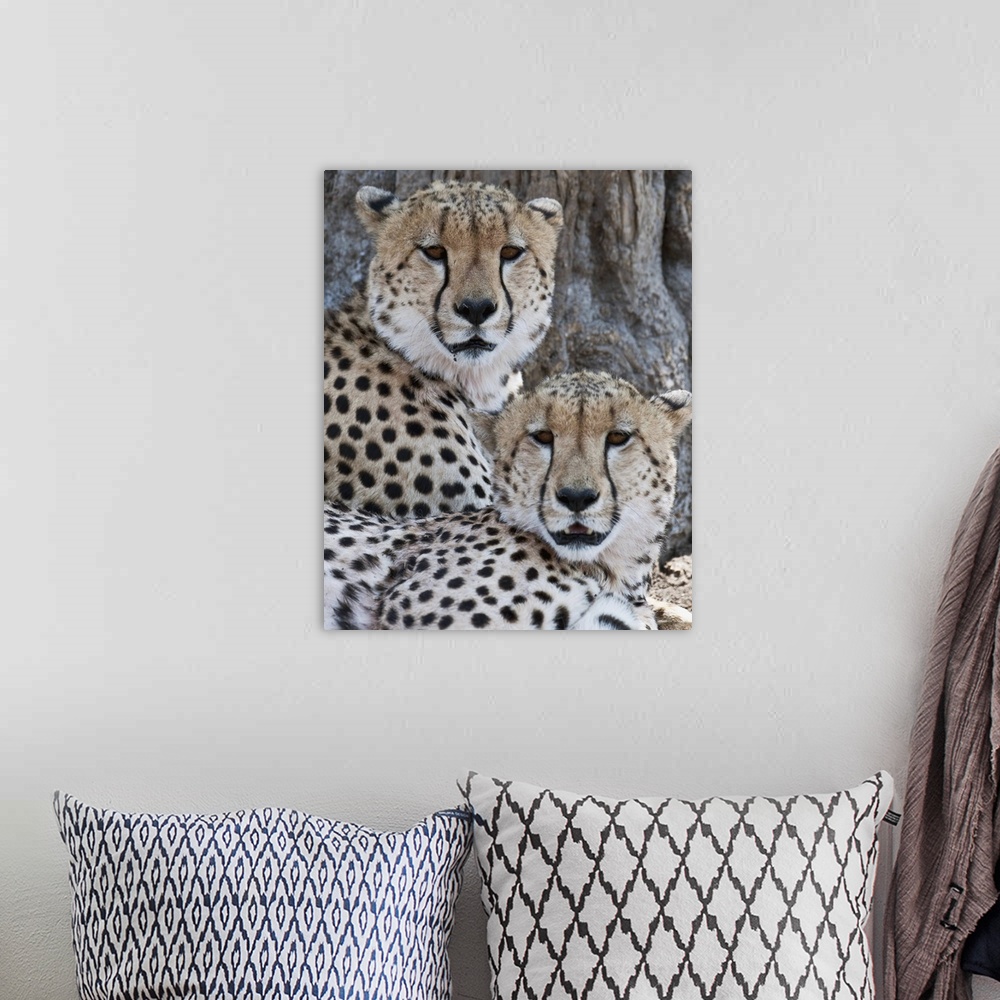 A bohemian room featuring Cheetahs