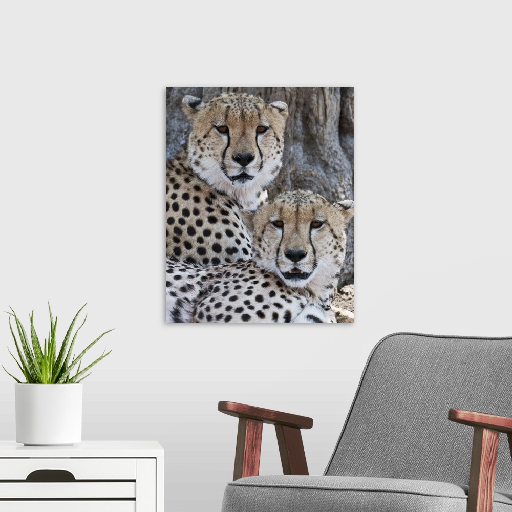 A modern room featuring Cheetahs