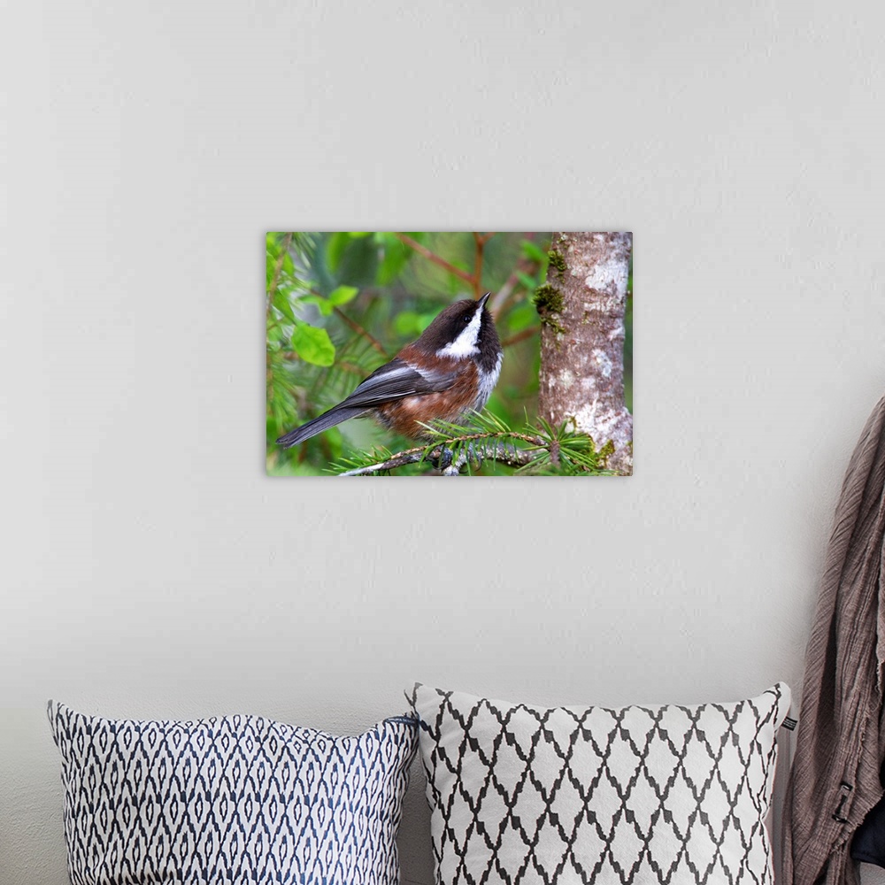A bohemian room featuring Chestnut-Backed Chickadee Perched On A Spruce Branch, Southcentral Alaska