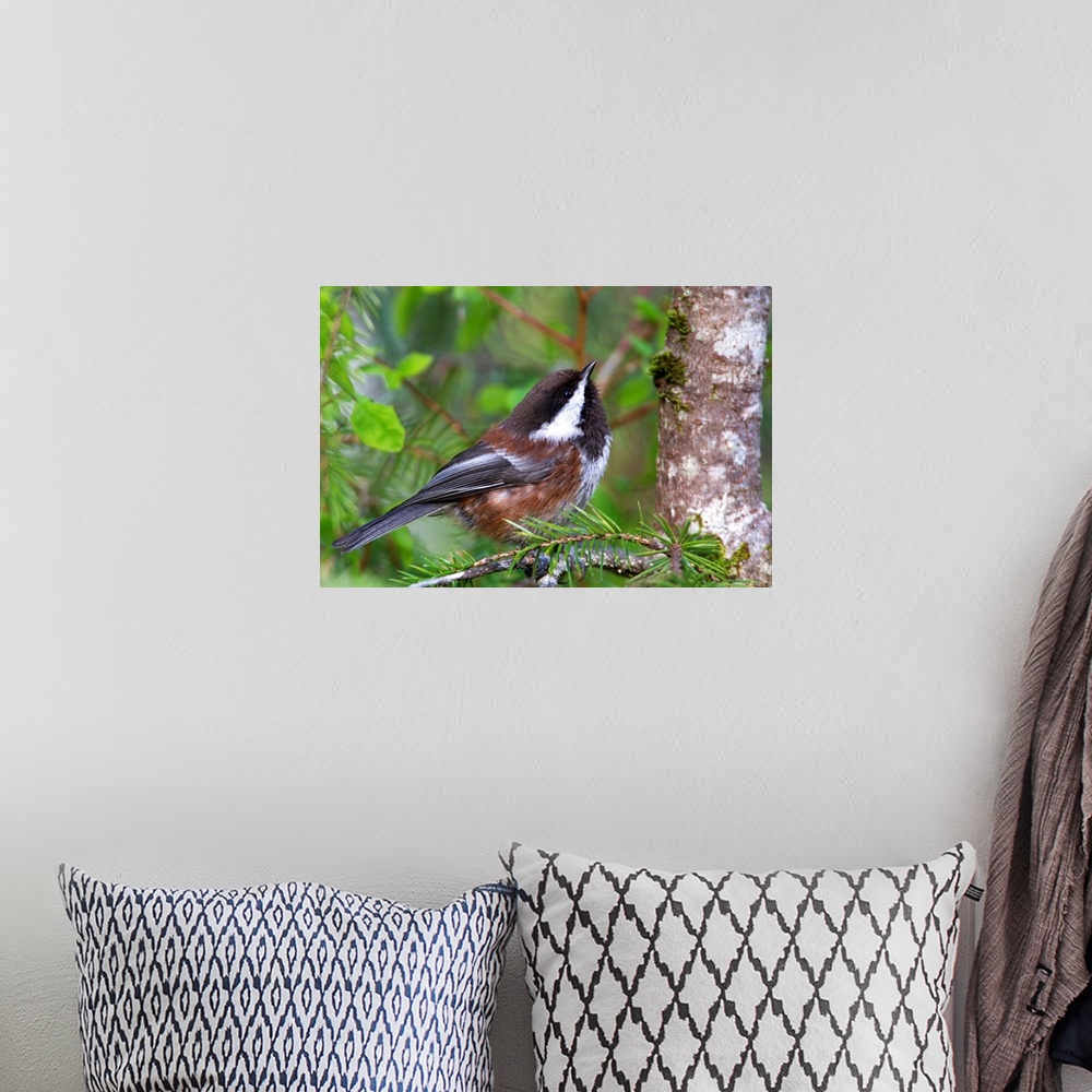 A bohemian room featuring Chestnut-Backed Chickadee Perched On A Spruce Branch, Southcentral Alaska