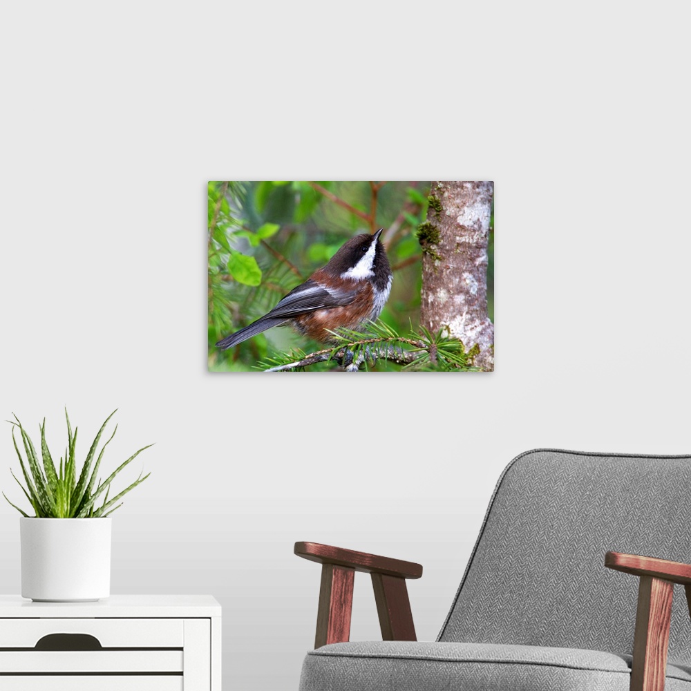 A modern room featuring Chestnut-Backed Chickadee Perched On A Spruce Branch, Southcentral Alaska