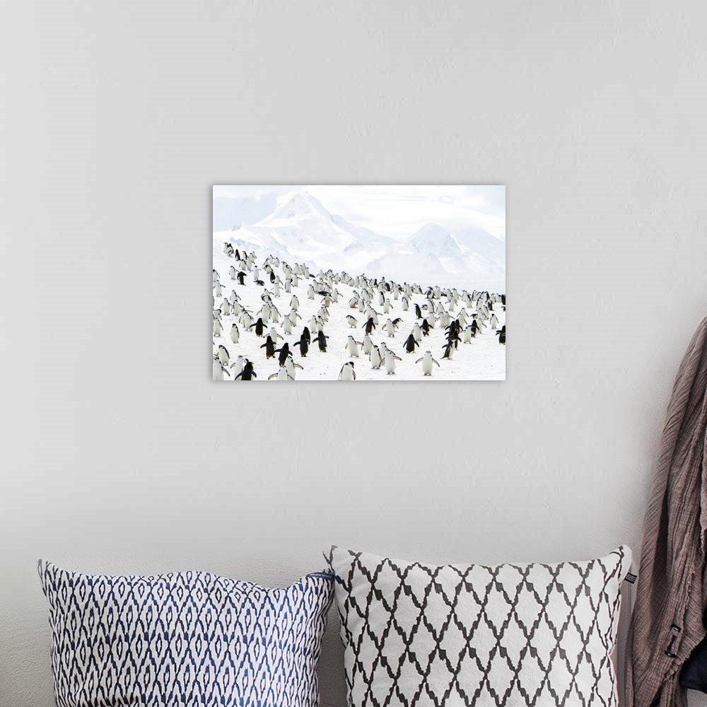 A bohemian room featuring Chinpstrap penguins on a snowy hillside.
