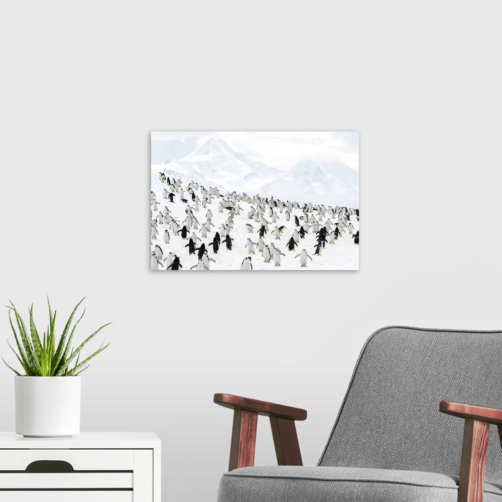 A modern room featuring Chinpstrap penguins on a snowy hillside.