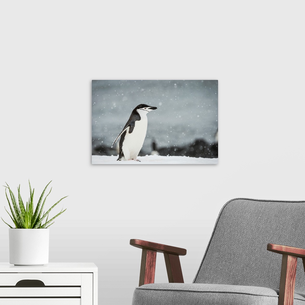 A modern room featuring Chinstrap Penguin (Pygoscelis antarctica) in a snowfall, Half Moon Island, South Shetland Islands...