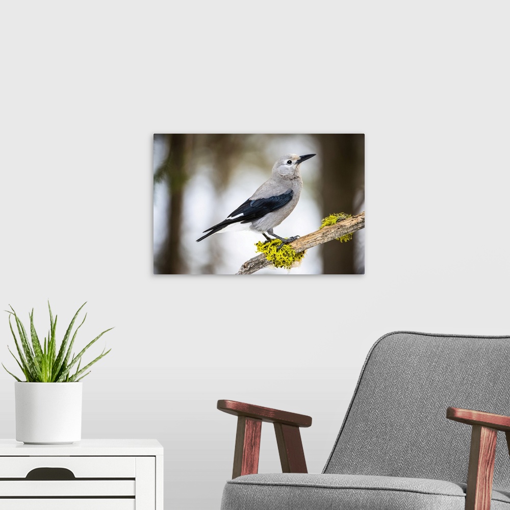 A modern room featuring Clark's Nutcracker (Nucifraga columbiana) perched on branch with colourful lichens; Silver Gate, ...