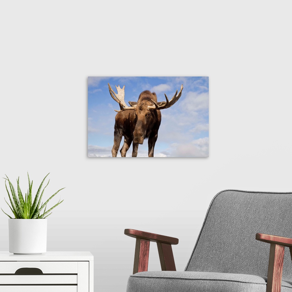 A modern room featuring A captive bull moose at AWCC near Portage, Alaska in Autumn. Velvet is shed from antlers.  Southc...