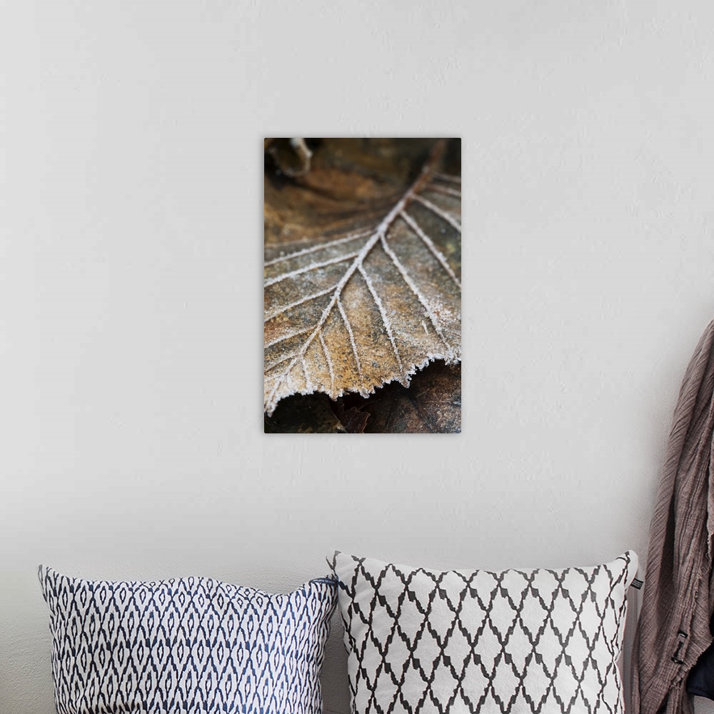A bohemian room featuring Close-Up Detail Of A Frost Covered Leaf; Alaska, United States Of America