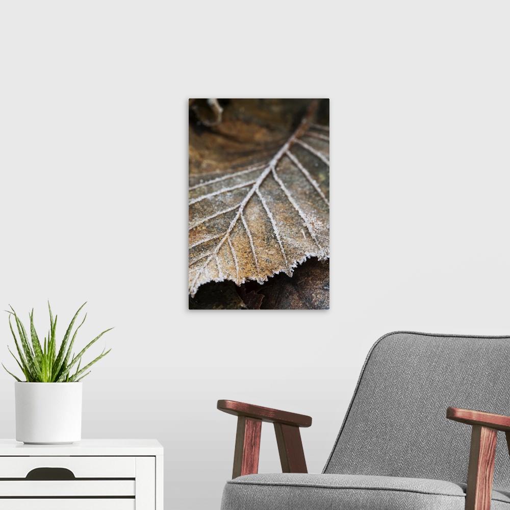 A modern room featuring Close-Up Detail Of A Frost Covered Leaf; Alaska, United States Of America
