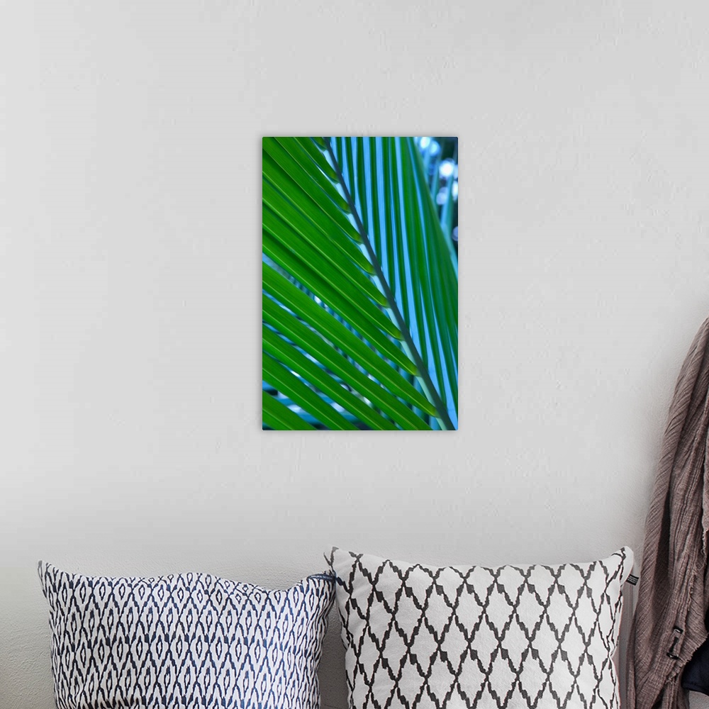 A bohemian room featuring Close-Up Detail Of Coconut Palm Leaf