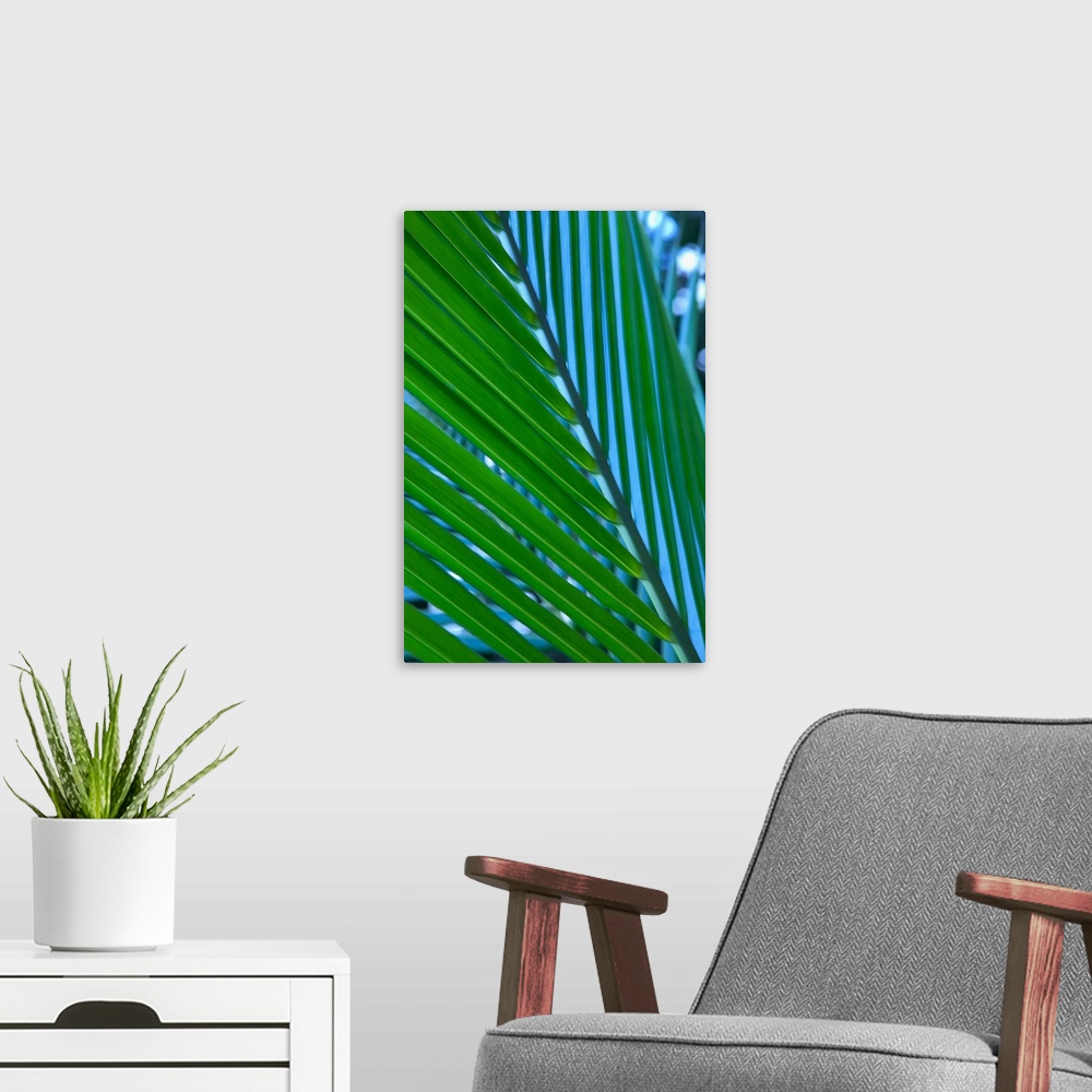 A modern room featuring Close-Up Detail Of Coconut Palm Leaf