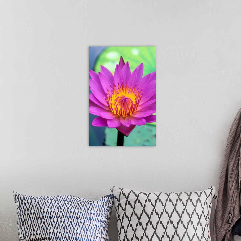 A bohemian room featuring Close-Up Detail Of Vibrant Lily Flower, Lily Pad In Background