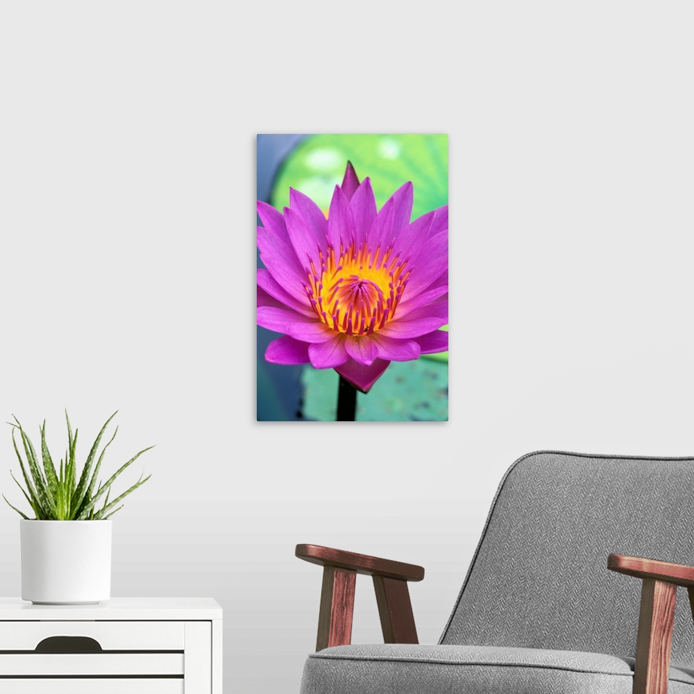 A modern room featuring Close-Up Detail Of Vibrant Lily Flower, Lily Pad In Background