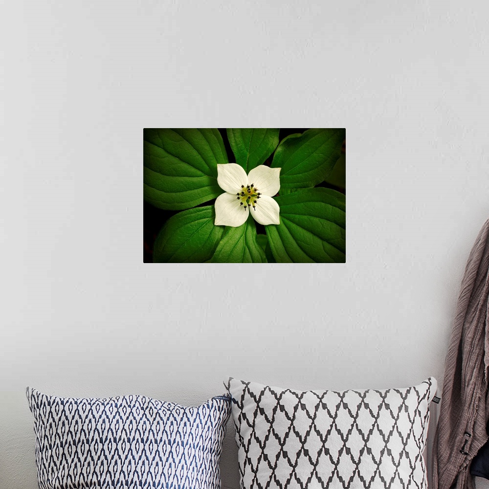 A bohemian room featuring Photograph of bright flower with huge leaves surrounding it.