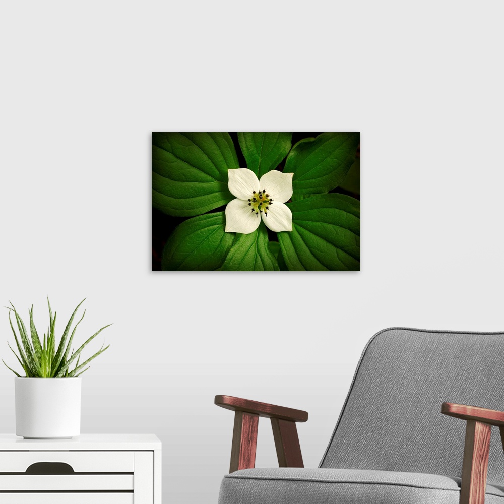 A modern room featuring Photograph of bright flower with huge leaves surrounding it.