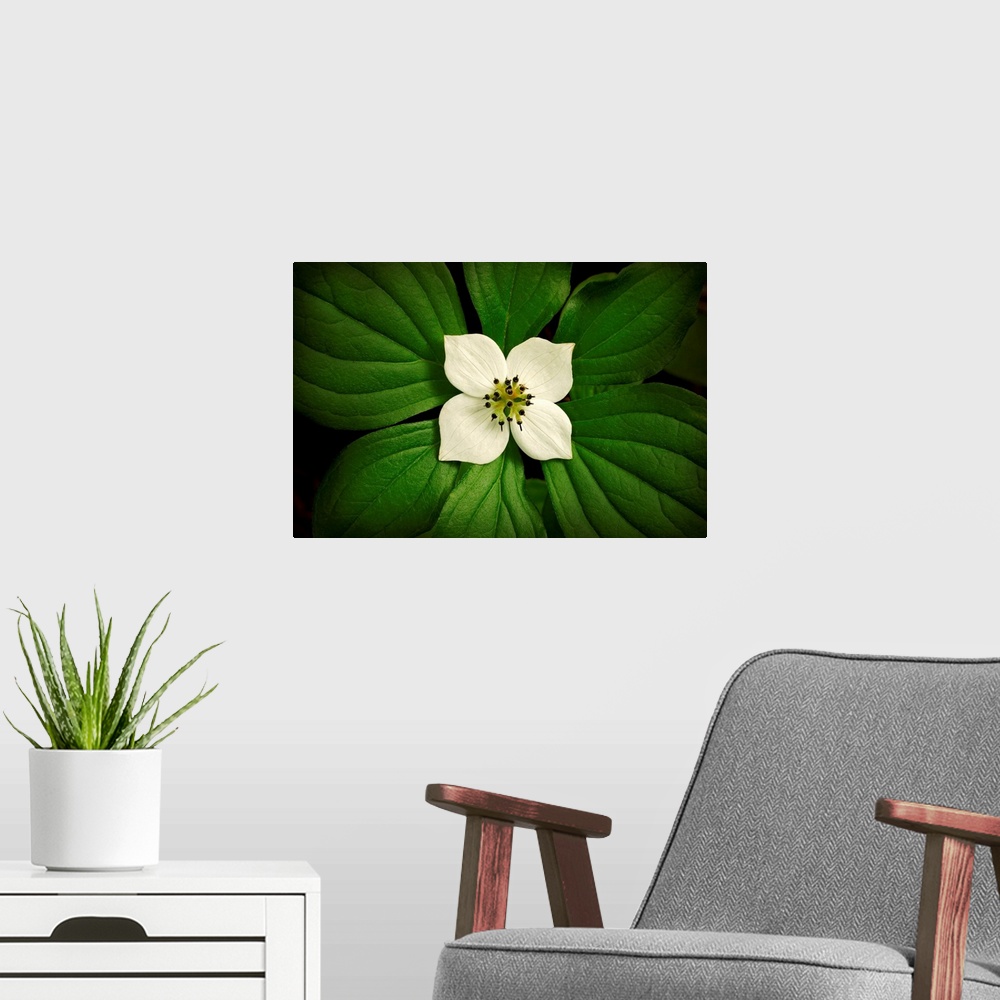 A modern room featuring Photograph of bright flower with huge leaves surrounding it.