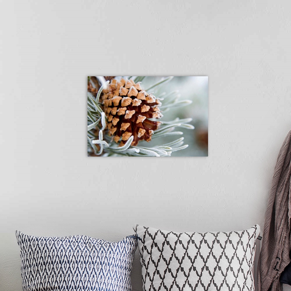 A bohemian room featuring This horizontal photograph is a detailed nature photograph with a shallow depth of field.