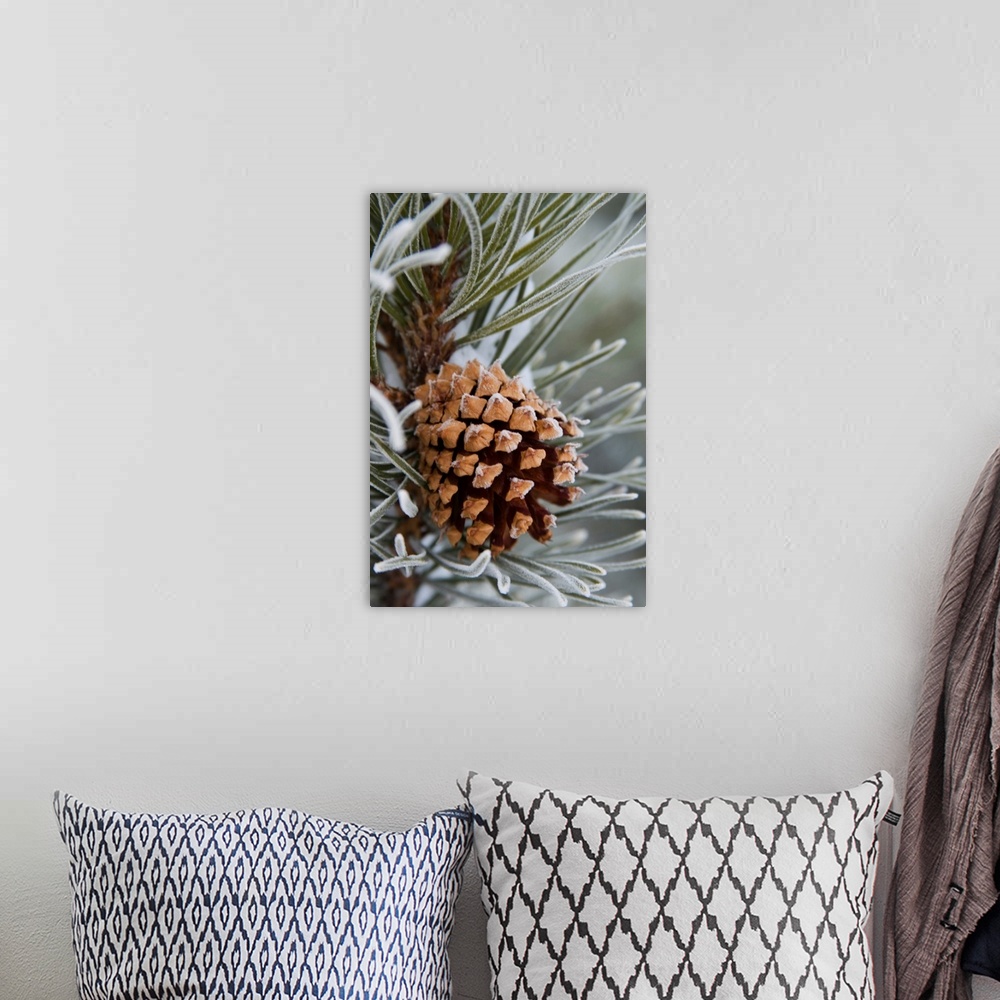 A bohemian room featuring Close-Up Image Of Frost-Covered Pine Cone On Branch In Winter