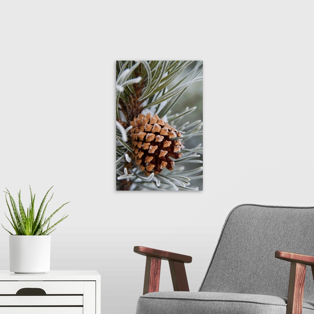 A modern room featuring Close-Up Image Of Frost-Covered Pine Cone On Branch In Winter