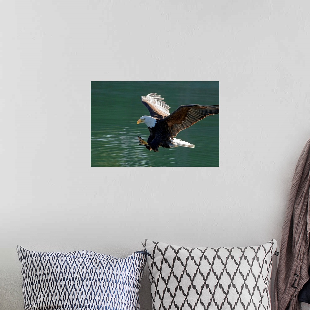 A bohemian room featuring BALD EAGLE, about to catch breakfast from the clean, cold waters of SE Alaska's Inside Passage