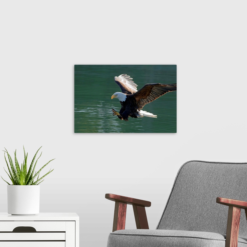 A modern room featuring BALD EAGLE, about to catch breakfast from the clean, cold waters of SE Alaska's Inside Passage