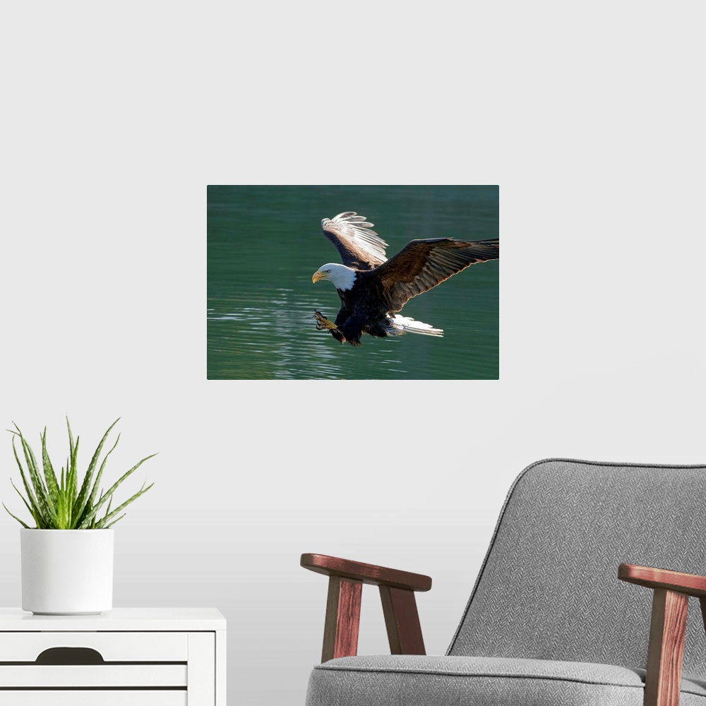 A modern room featuring BALD EAGLE, about to catch breakfast from the clean, cold waters of SE Alaska's Inside Passage