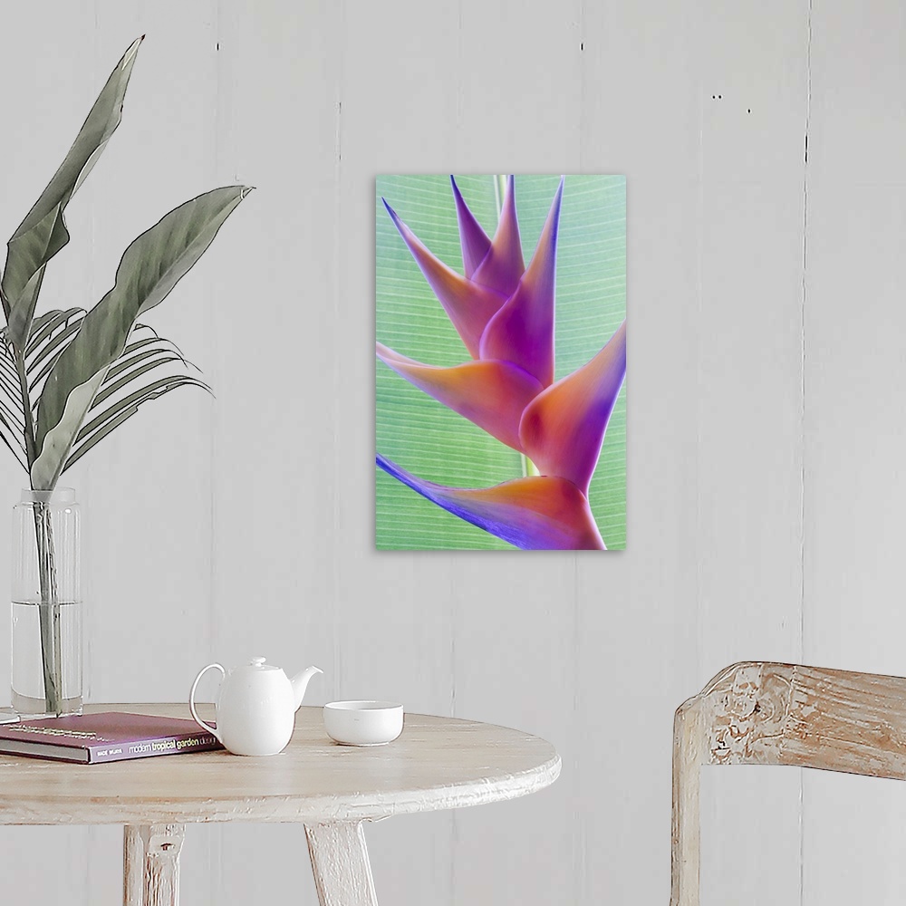 A farmhouse room featuring Close-up of a beautiful mixed pink Heliconia flower against a green leaf; Honolulu, Oahu, Hawaii,...