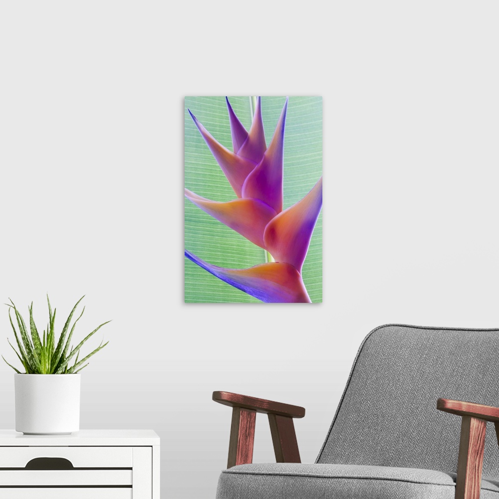 A modern room featuring Close-up of a beautiful mixed pink Heliconia flower against a green leaf; Honolulu, Oahu, Hawaii,...
