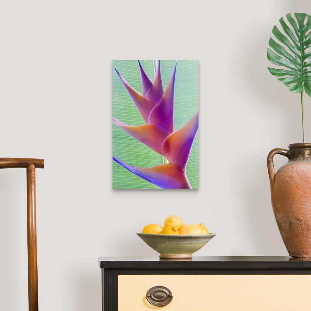 A traditional room featuring Close-up of a beautiful mixed pink Heliconia flower against a green leaf; Honolulu, Oahu, Hawaii,...